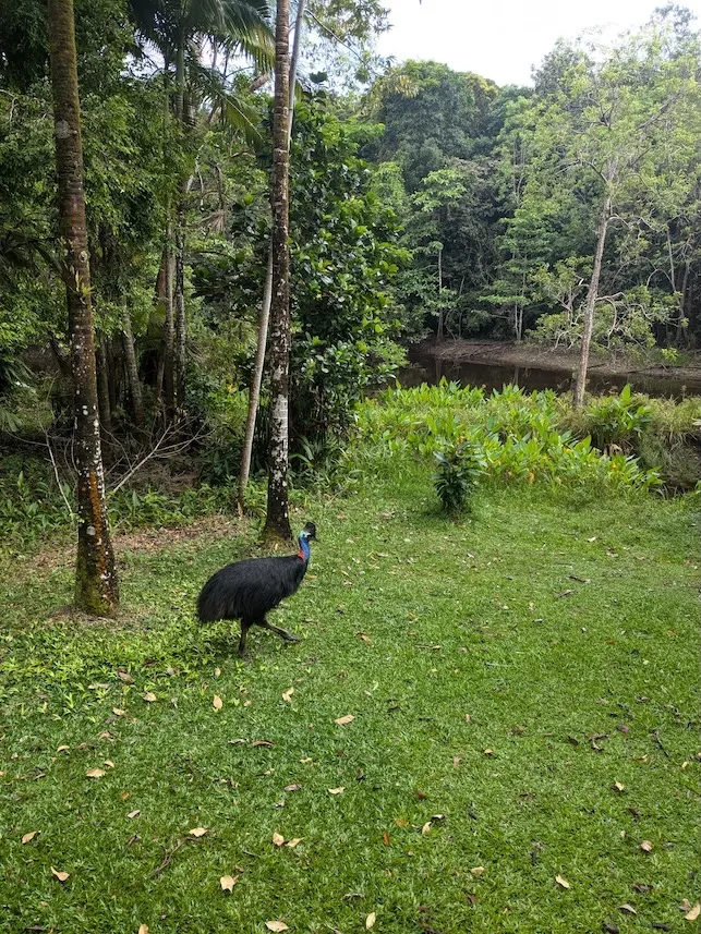 Cassowary in Mission Beach rainforest